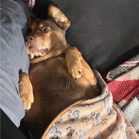 Madison’s LIVE LISTING — LIKE TO KNOW WHEN IM LIVE - Picture 2 of 15